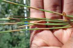 Elegia microcarpa