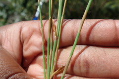 Elegia microcarpa