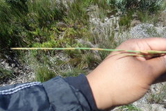 Elegia microcarpa