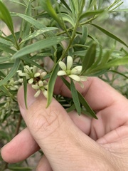 Eremophila mitchellii