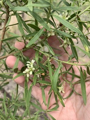 Eremophila mitchellii