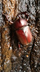 Trypoxylus dichotomus septentrionalis