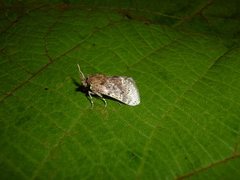 Brachycodilla osorius