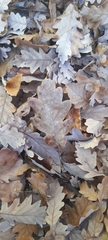 Quercus