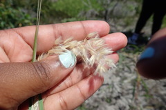 Melica racemosa