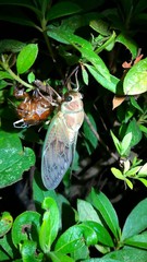 Graptopsaltria nigrofuscata