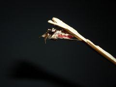 Brachycodilla osorius