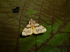 Isia alcumena