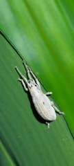 Episomoides albinus