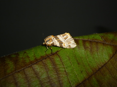 Isia alcumena