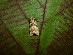 Isia alcumena