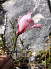 Gladiolus variegatus