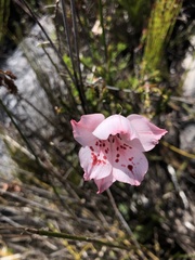 Gladiolus variegatus