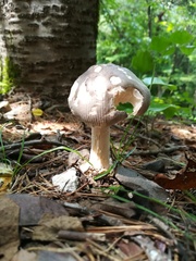 Fungi