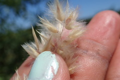 Melica racemosa