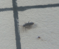 Orchesella pseudobifasciata