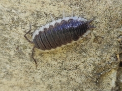 Porcellio hoffmannseggii