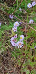 Symphyotrichum