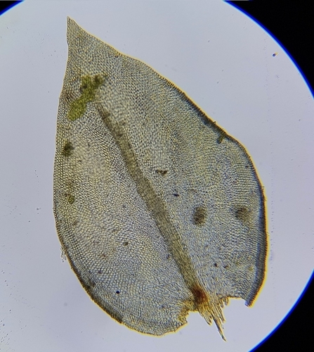 Lateral Cryphaea