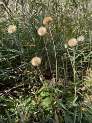 Leibnitzia anandria