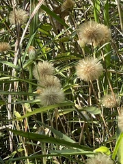 Leibnitzia anandria