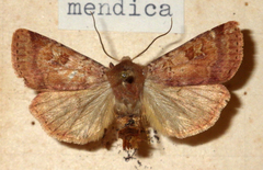 Diarsia mendica