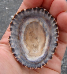 Cellana denticulata