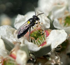 Hylaeus honestus