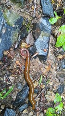 Hirudinea