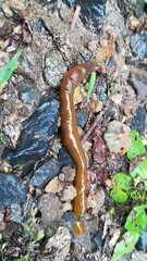 Hirudinea