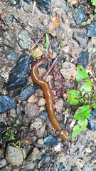 Hirudinea