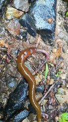 Hirudinea
