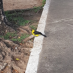 Gymnomystax mexicanus