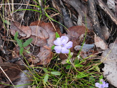 Brunoniella