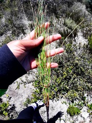 Elegia microcarpa