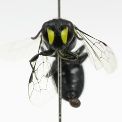 Hylaeus honestus
