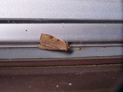 Detounda leptoplasta