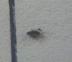 Orchesella pseudobifasciata