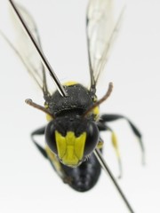 Hylaeus honestus