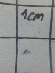 Orchesella pseudobifasciata