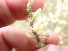 Aspalathus granulata