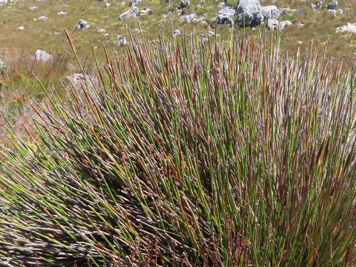 Image of Ceratocaryum persistens by (c) linkie, some rights reserved (CC BY)