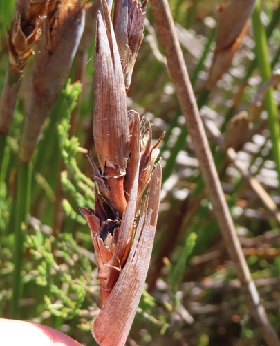 Image of Ceratocaryum persistens by (c) linkie, some rights reserved (CC BY)