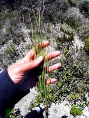 Elegia microcarpa