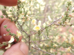 Aspalathus granulata