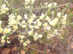Aspalathus granulata