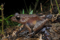 Pulchrana baramica