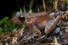 Pulchrana baramica