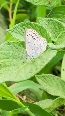 Pseudozizeeria maha