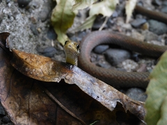 Hebius vibakari